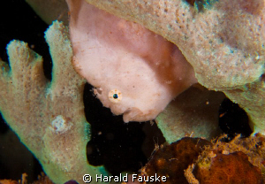 small frogfish, padre burgus, Philippines.
 by Harald Fauske 